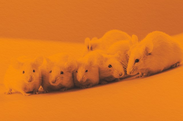 Group of mice playing