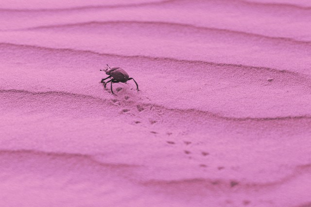 Insect crawling across sand