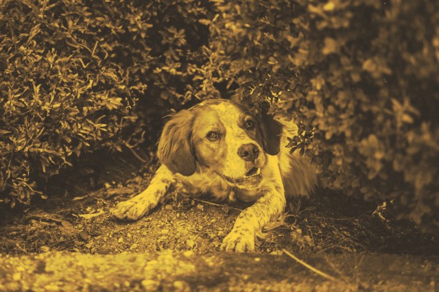 dog lying in bushes