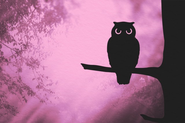 Owl silhouette on tree branch in dark scary forest