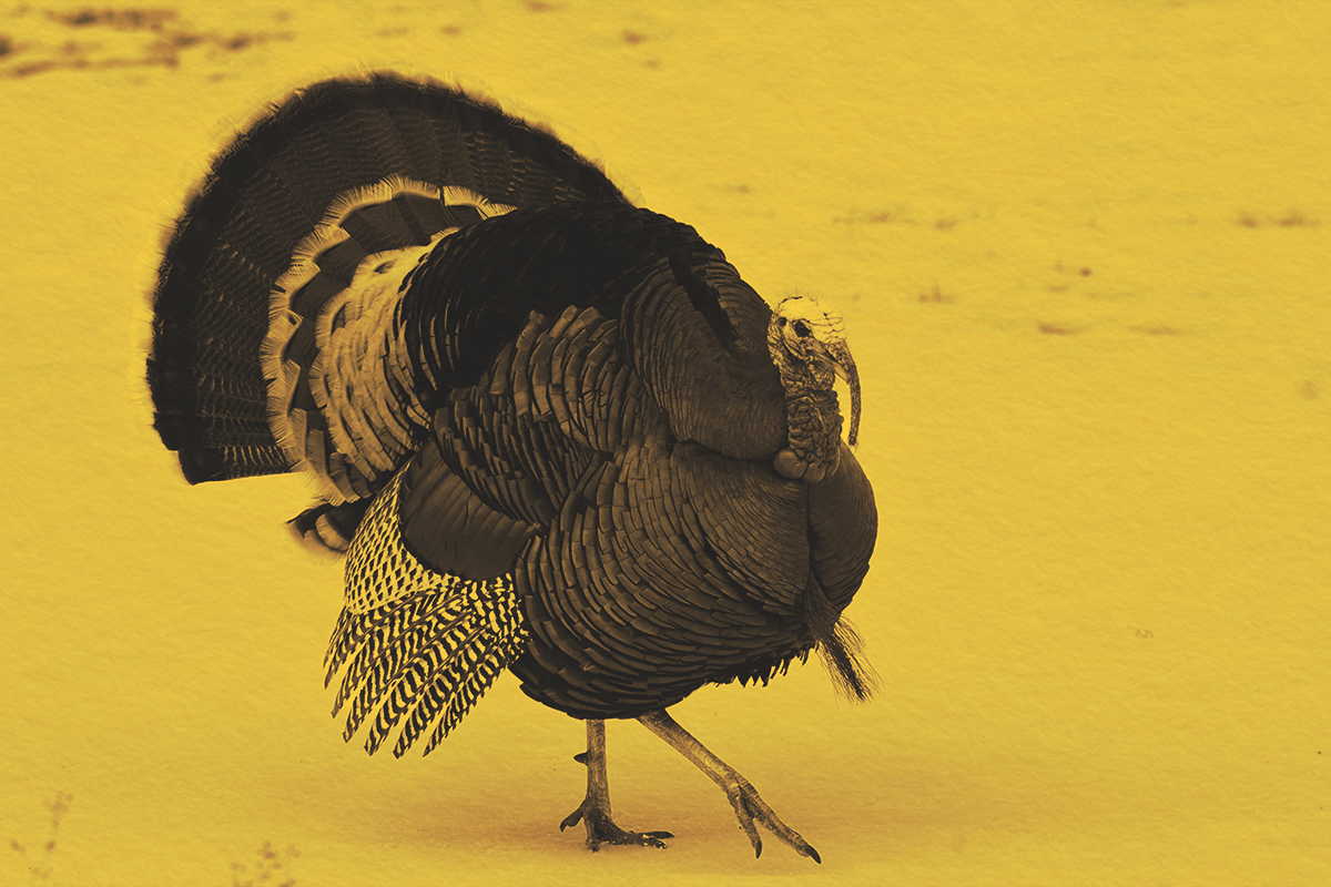 Why Do We Say “Going Cold Turkey”?