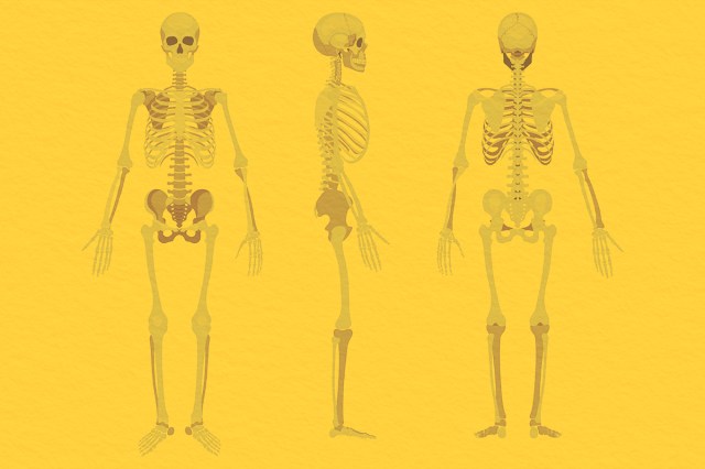 Human skeleton in front, profile and back