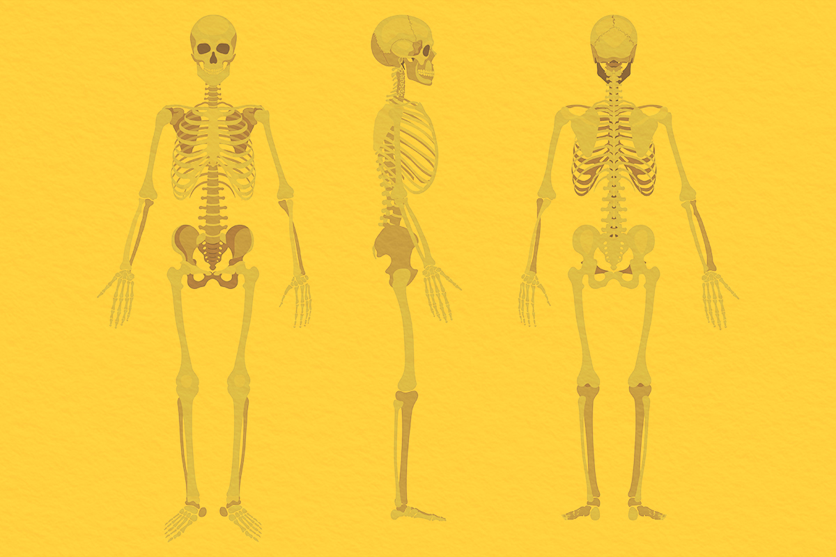 Human skeleton in front, profile and back