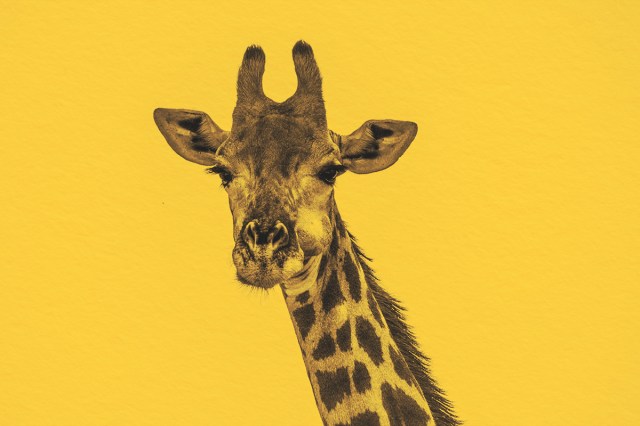 Close-up of the face of a giraffe