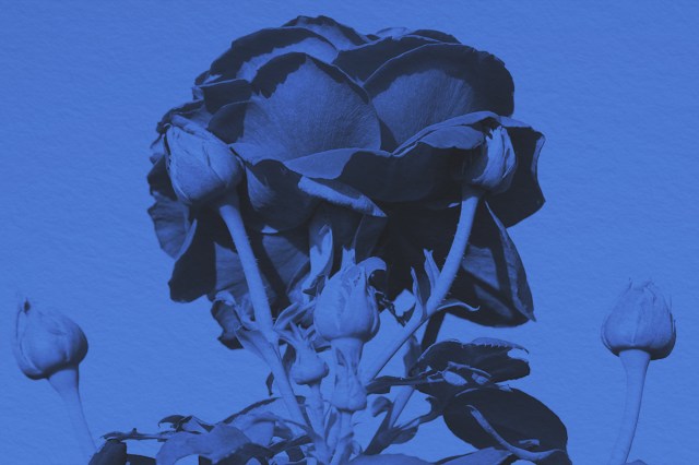 Luxury rose "Grafin Diana", buds on a background of blue sky