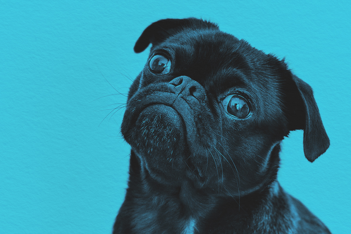 Close-up of a black pug