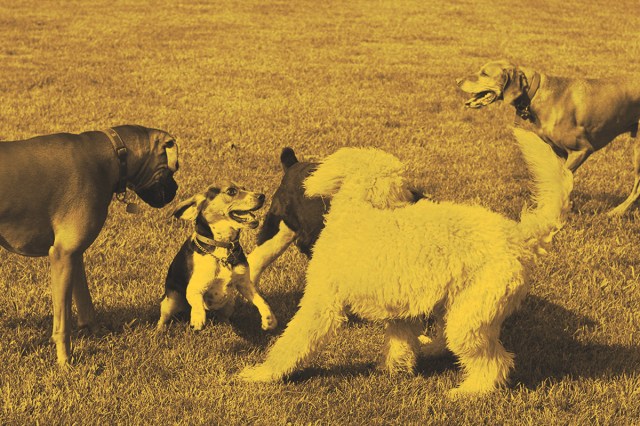 group of dogs playing outdoors