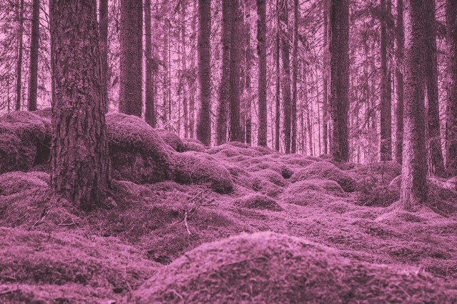 Old and elvish forest with a thick layer of green moss covering rocks