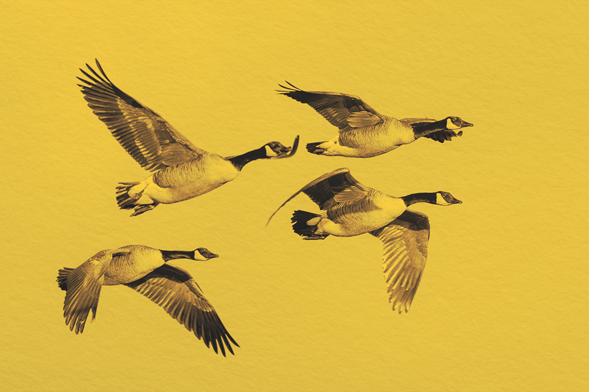 Flock of Canada Geese flying in Formation