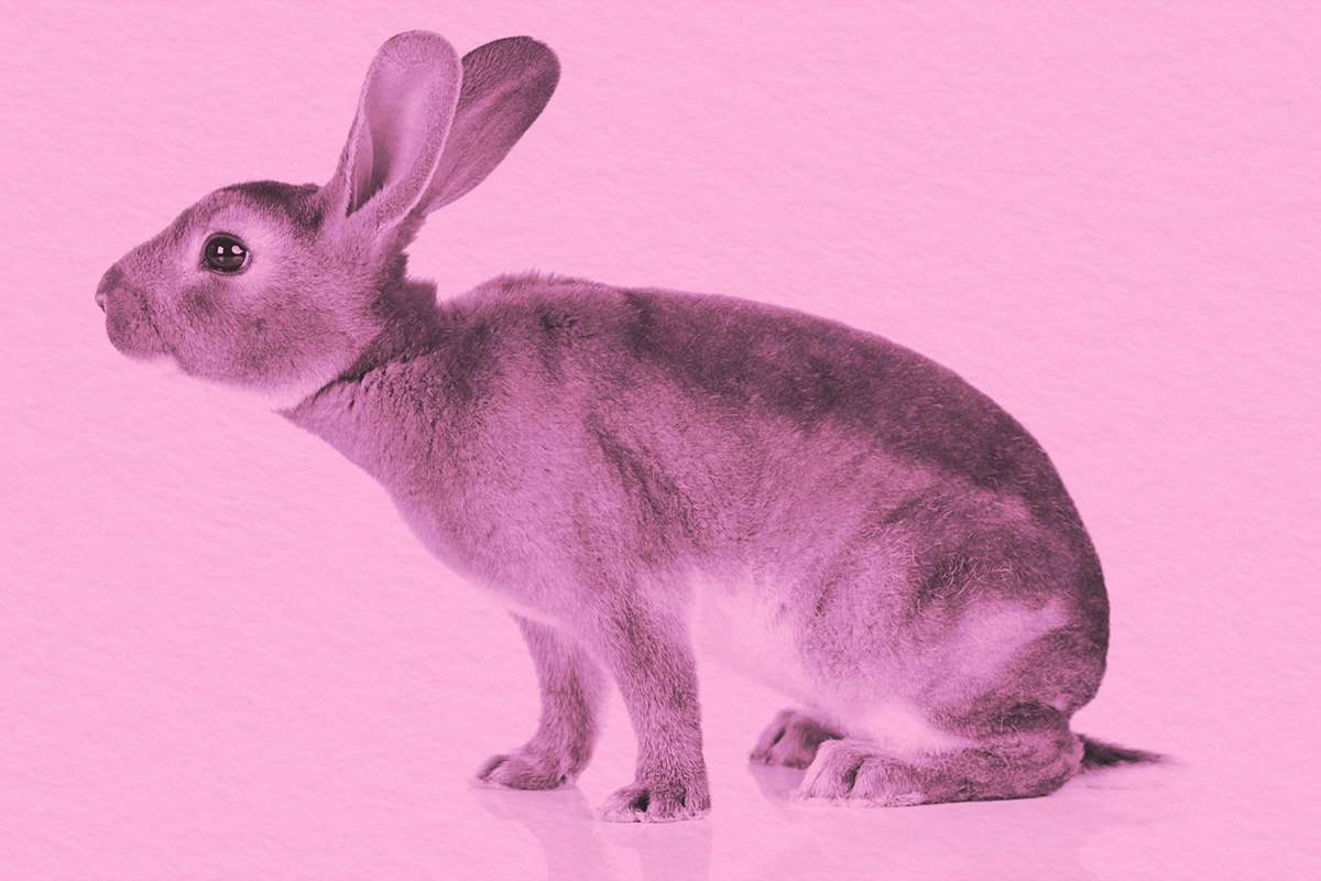 Sitting rabbit in front of  white background