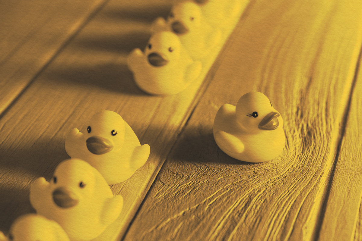 Line of yellow rubber ducks, with one out of sync