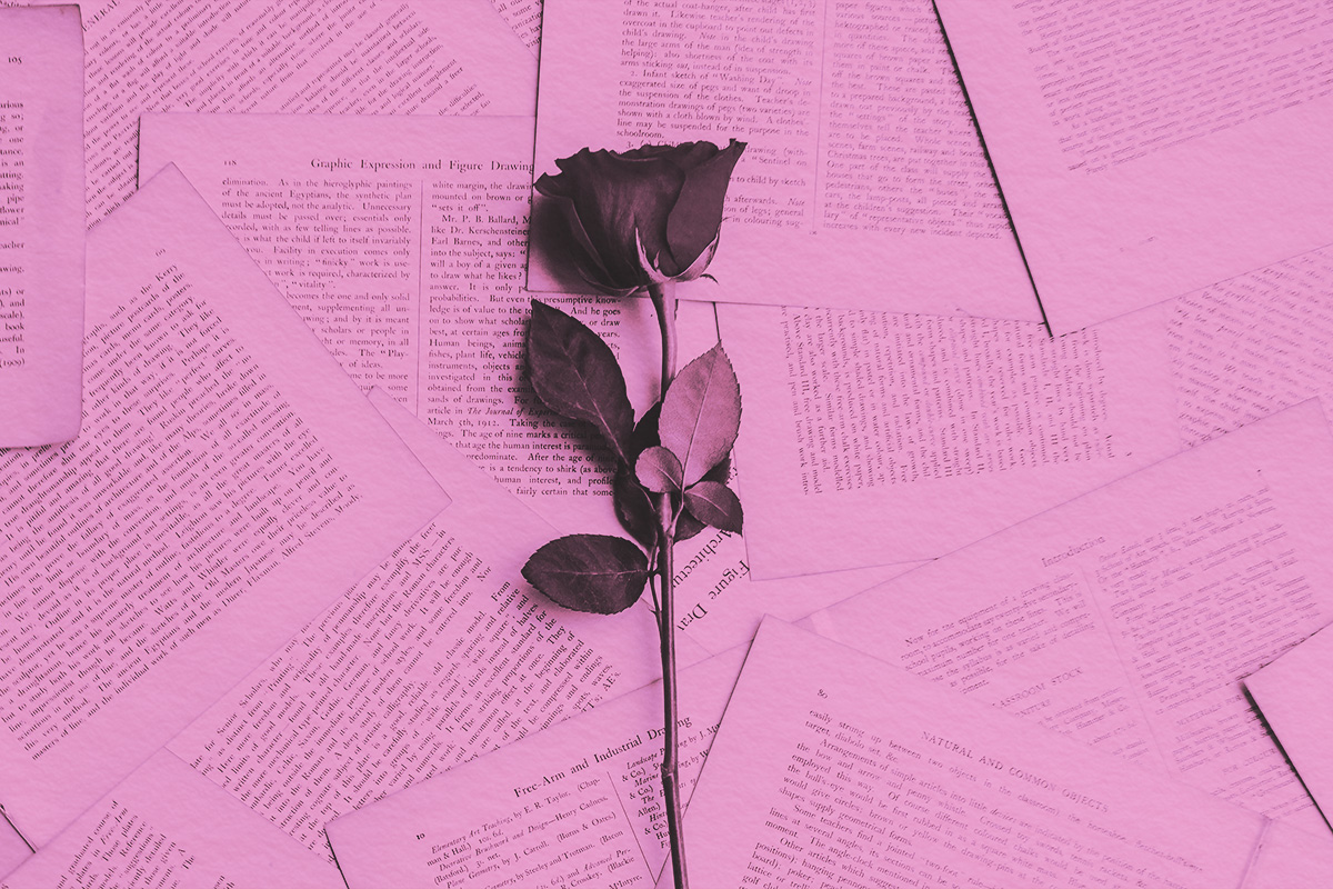 Single rose on pages