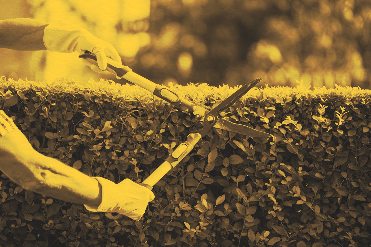 gardener hands Trimming Hedge