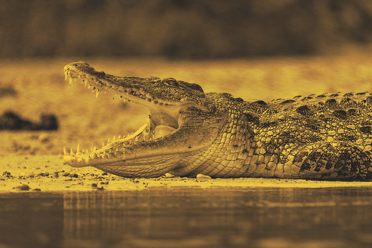 What Is the Origin of “Crocodile Tears”?