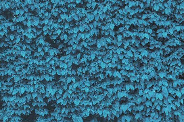 shrub hedge
