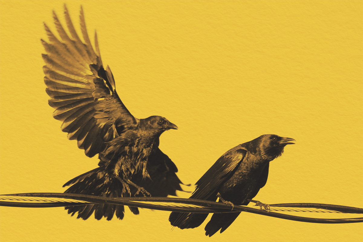 Two crows on a wire