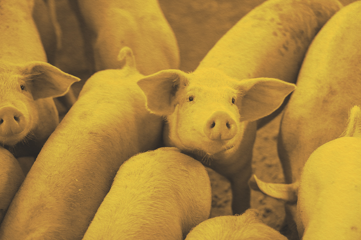 If Pigs Hardly Sweat, Why Do We Say “Sweat Like a Pig”?
