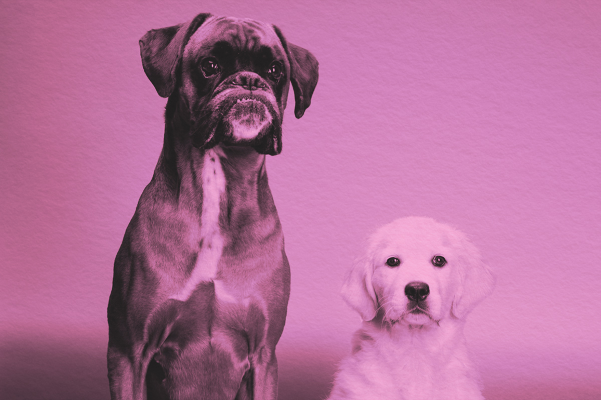 Why Is the Etymological Origin of ‘Dog’ a Mystery?