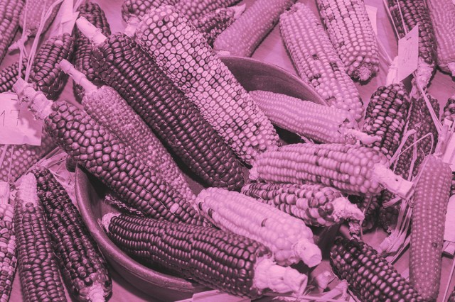 colored corn cobs