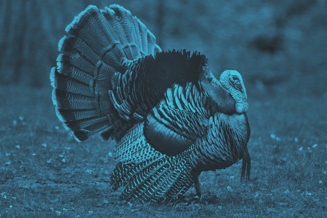 Adult male wild turkey