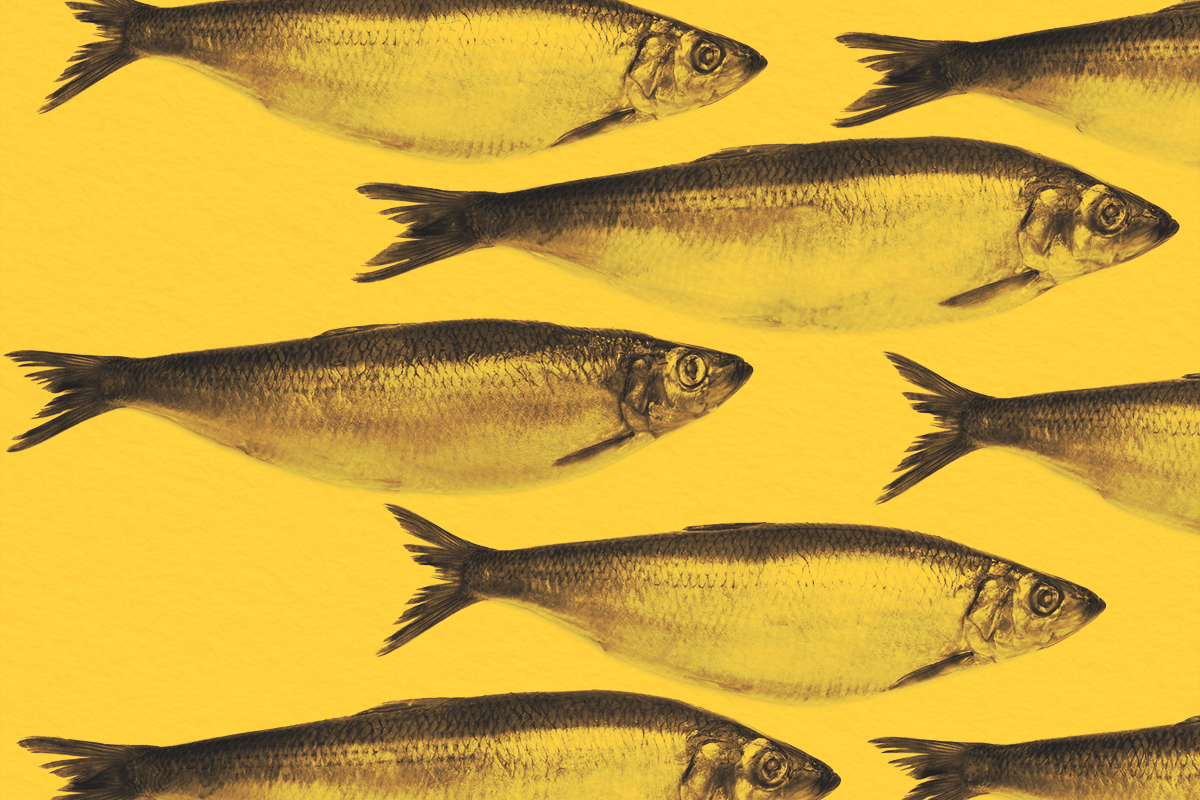 Why Is It Called a ‘Red Herring’?