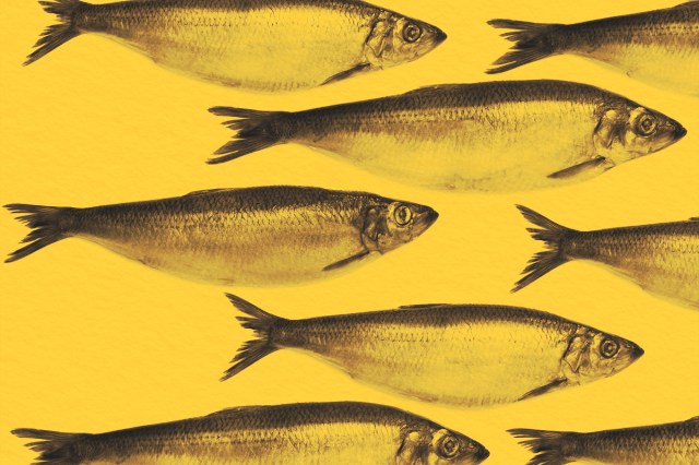 Traditional english red herring fish