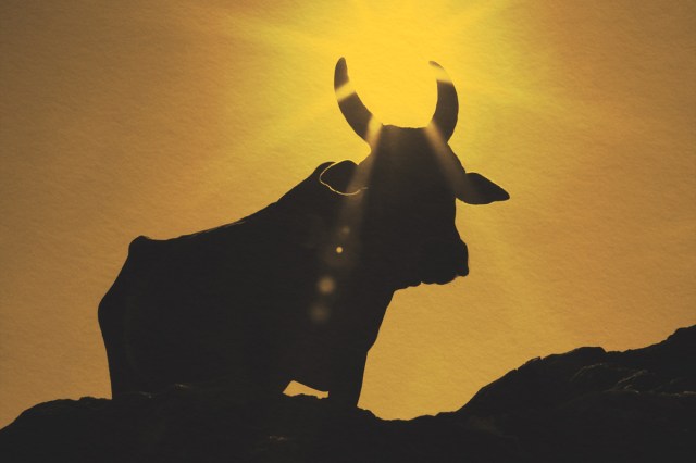 Sacred Cow of the sunlight shining on the Om Beach in India