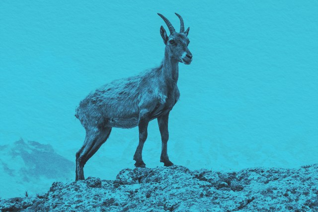 Goat in the mountains