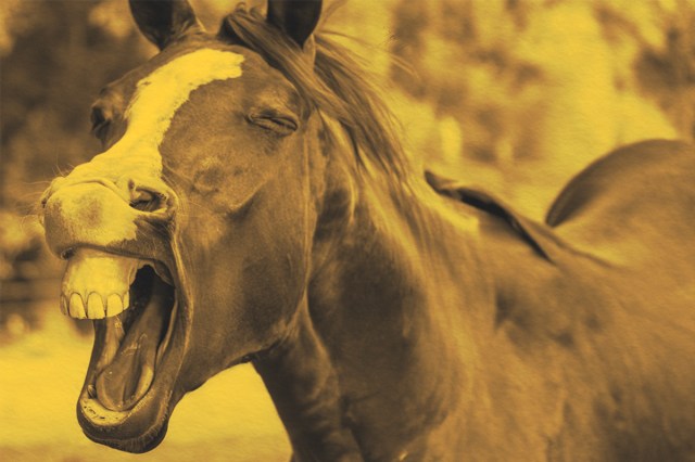 Close-up of a horse with mouth open